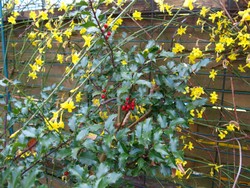 (3) Website_Winter_Winterjasmin_Blüte im Februar.JPG