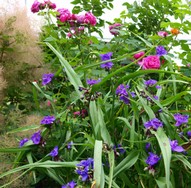 (3) Website_Sommer_Dreimasterblume_mit Rosen.JPG